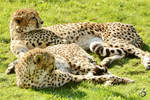Zwei Geparden ruhen sich in der Sonne aus