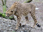 Ein Gepard