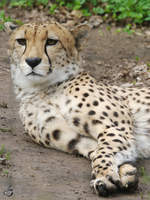 Ein Gepard