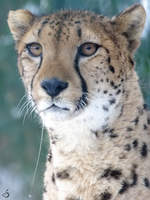 Ein aufmerksamer Gepard im Zoo Wuppertal.