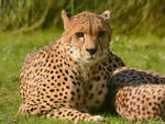 Ein Gepard im Zoo Safaripark Stukenbrock.