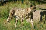 Gepard