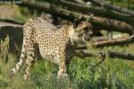 Gepard