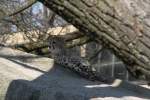 Ein kleiner Gepard (Acinonyx jubatus) hat sich ein schattiges Pltzchen gesucht.