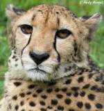 Gepard