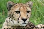 Gepard