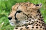 Gepard