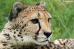 Gepard