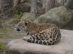 jaguar im zoo krefeld