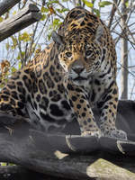 Ein Jaguar im Tiergarten Schnbrunn.