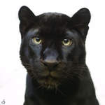 Auge in Auge - ein stolzer Panther im Zoo Wuppertal.