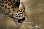 Jaguar beim Trinken im Zoo Berlin