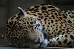 Schlafender Jaguar (Panthera onca) am 13.9.2010 im Toronto Zoo.