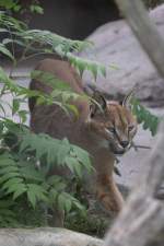 Karakal (Caracal caracal) am 13.9.2010 im Toronoto Zoo.