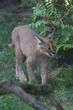 Karakal (Caracal caracal) am 13.9.2010 im Toronoto Zoo.