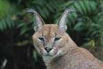 Karakal (Caracal caracal caracal) am 25.9.2010 im Toronto Zoo.