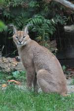 Karakal (Caracal caracal caracal) am 25.9.2010 im Toronto Zoo.