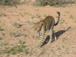 Mit etwas Glueck trifft man auf Streifzuegen durch die namibische Buschlandschaft auf einen streunenden Leoparden! Namib Naukluft, Namibia.