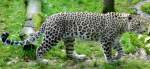 Ein Nordpersischer Leopard (Panthera pardus saxicolor).