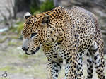 EIn grimmig dreinschauender Ceylon-Jaguar
