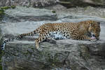 Ein Ceylonleopard bei der Fellpflege im Burgers' Zoo Arnheim.