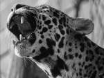 Blick ins Maul eines Amurleoparden.