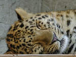 Ein mder Amurleopard im Zoo Dortmund.