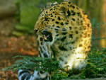 Ein Leopard Mitte Februar 2015 im Zoo Dortmund.