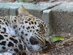 Mitte Dezember 2010 war dieser schlafende Leopard im Zoo Madrid zu sehen.