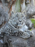 Ein aufmerksamer Leopard Mitte Dezember 2010 im Zoo Madrid.