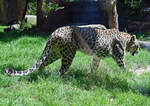 Persischer Leopard im Klner Zoo - 14.06.2022
