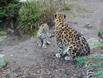 Amurleopardin Mia mit dem süßen Nachwuchs Manju (=die süße) im Zoo Leipzig, 16.1.22