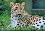 Eine der beiden Amurleopardinnen (Panthera pardus orientalis) aus einem Zoo in Sdfrankreich, die zeitweilig im Zoo Aschersleben untergebracht sind.