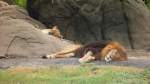 Ein Lwenprchen macht Siesta im Zoo von Houston, TX (27.05.09)