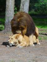 Lwe und Lwin kommen sich sehr nahe im Serengetipark, 9.9.15