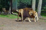 Lwen kurz vor der Paarung im Serengetipark, ein junges Mnnchen schaut interessiert zu.