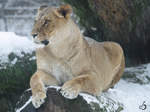 Eine Löwin  genießt  den Schnee