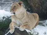 Eine Lwin  geniet  den Schnee