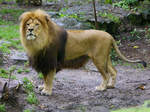 Ein Lwe