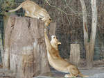Eine Löwenmama mit ihrem Kleinen im Dortmunder Zoo.