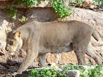 Ein junger Angolalwe, fotografiert im Zoo Barcelona.