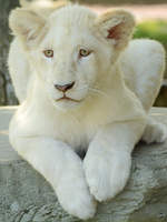 Ein kleiner weier Transvaal-Lwe im Zoo Safaripark Stukenbrock.