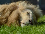 Ein schlafender weier Transvaal-Lwe im Zoo Safaripark Stukenbrock.