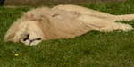 Ein mder weier Transvaal-Lwen im Zoo Safaripark Stukenbrock.