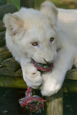 Ein spielender Transvaal-Lwe im Zoo Safaripark Stukenbrock.