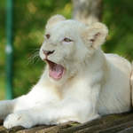 Ein junger Transvaal-Lwe im Zoo Safaripark Stukenbrock.