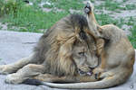 Ein Asiatischer Löwe bei der Körperpflege.
