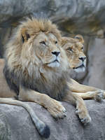 Ein relaxtes Löwenpaar ruht sich aus.