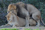 Das ruppige Liebesspiel der Lwen, so gesehen Mitte Dezember 2010 im Zoo Madrid.