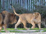Blick in das  Löwengehege im Zoo Madrid.